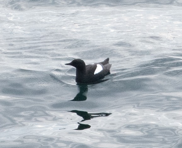 Black Guillemot - ML620288322