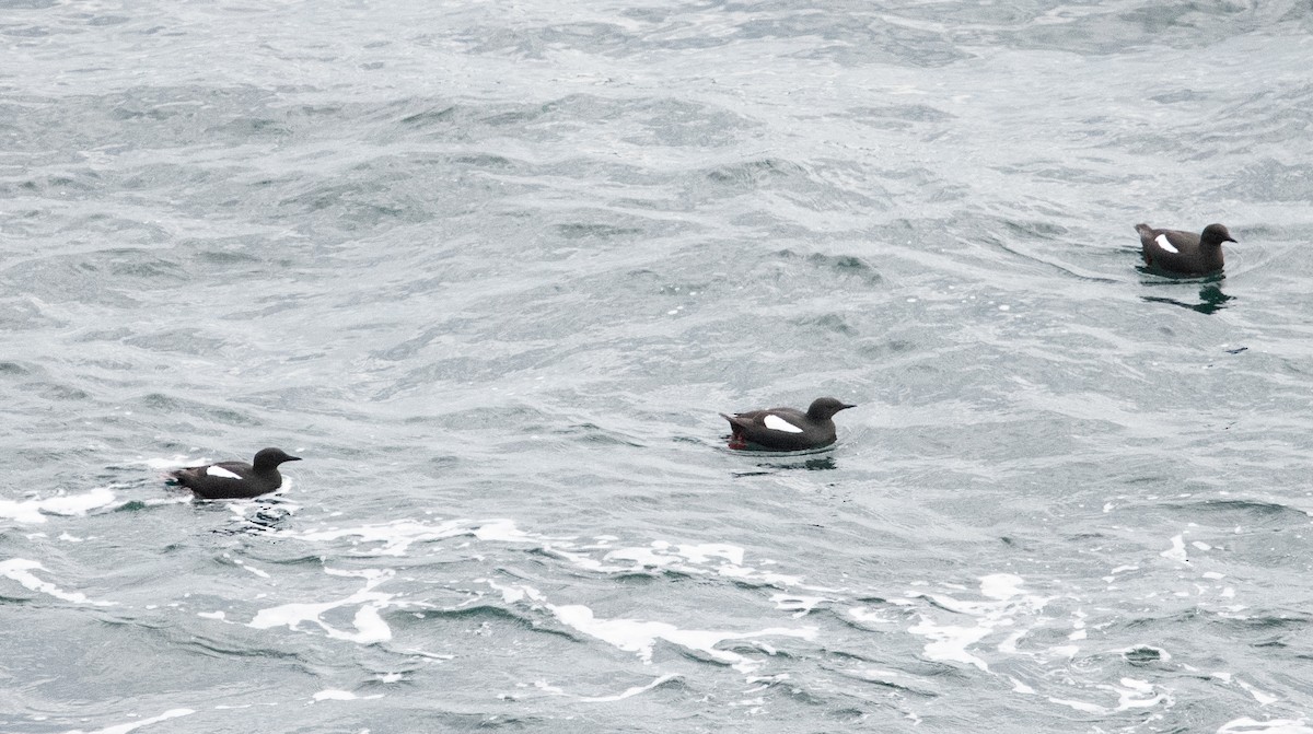 Black Guillemot - ML620288323