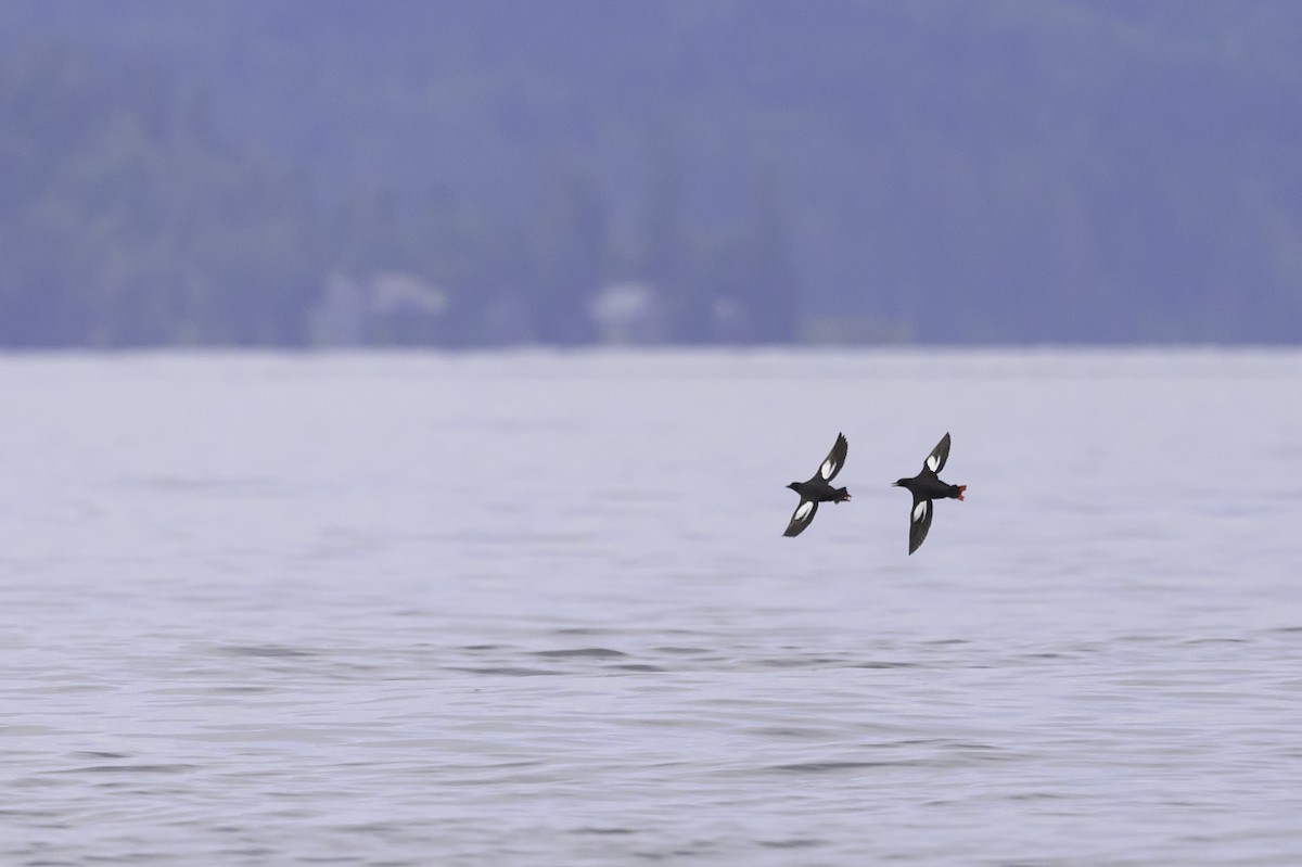 Pigeon Guillemot - ML620288326