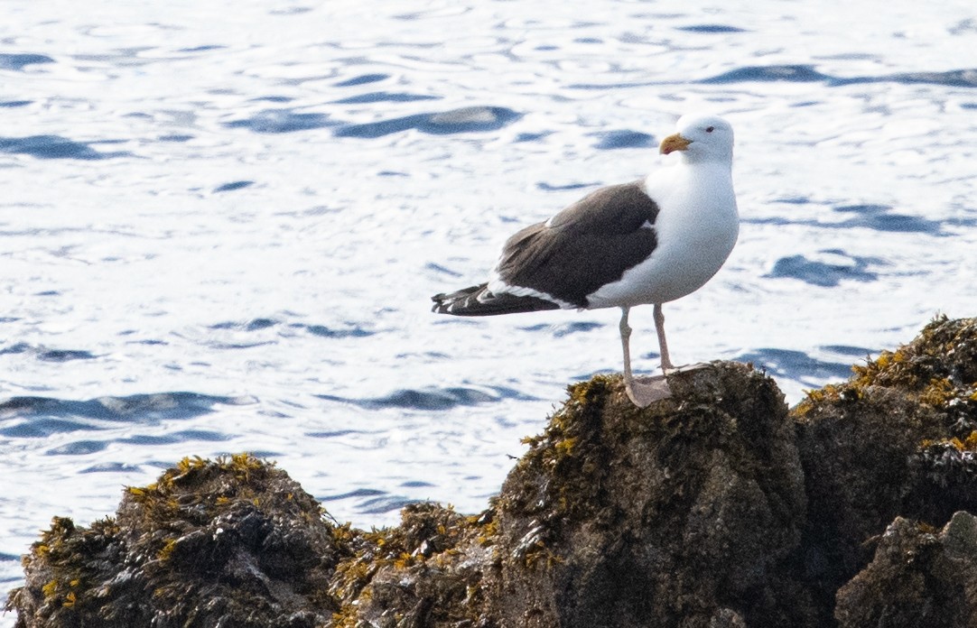 Great Black-backed Gull - ML620288327