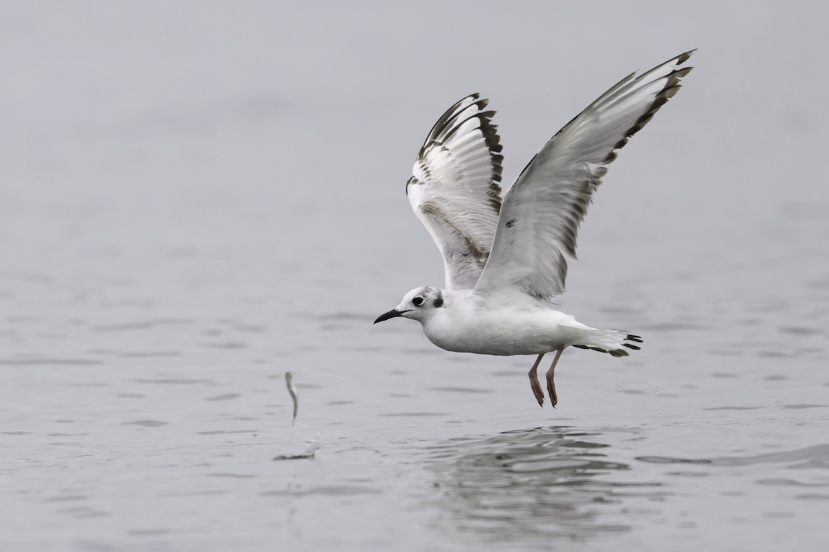 Bonaparte's Gull - ML620288329