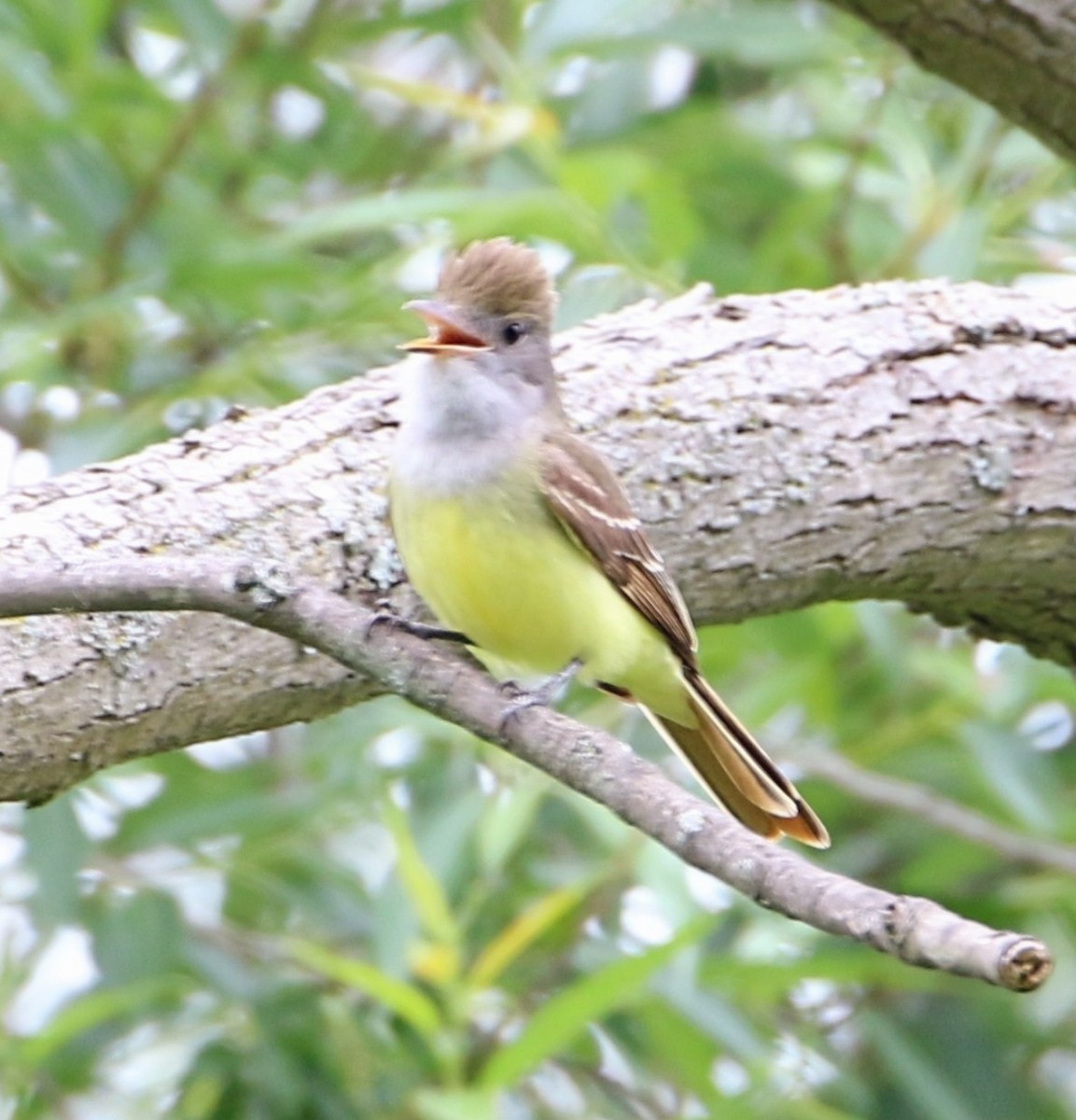Great Crested Flycatcher - ML620288332