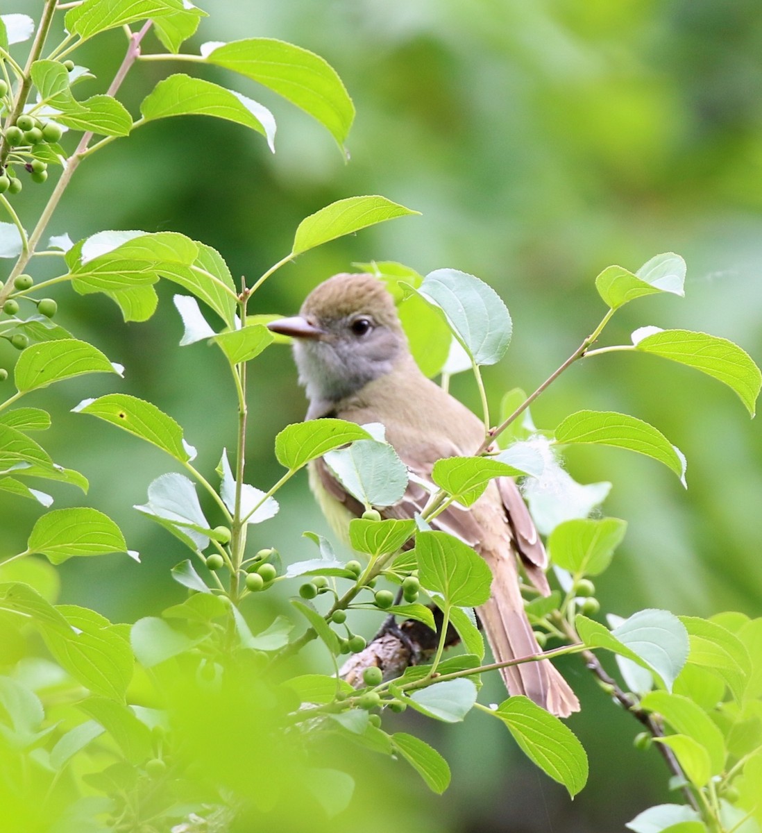 Great Crested Flycatcher - ML620288333