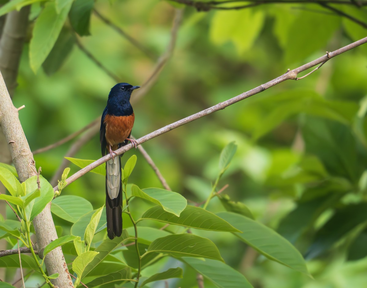 White-rumped Shama - Saubhik Ghosh