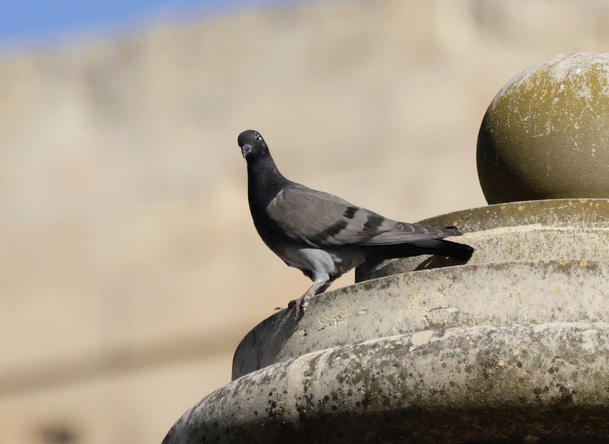 Rock Pigeon (Feral Pigeon) - ML620288337