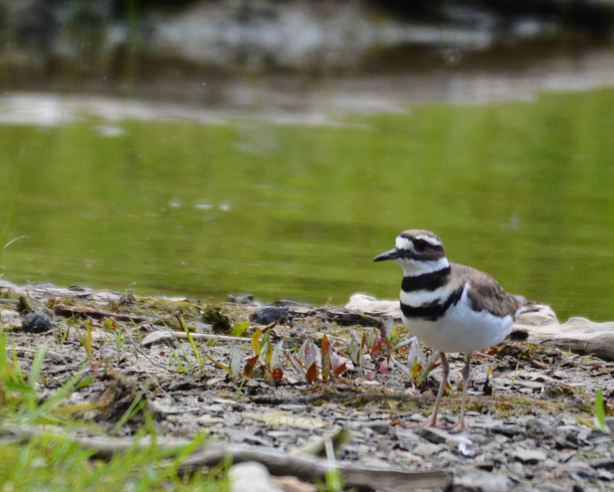 Killdeer - ML620288338