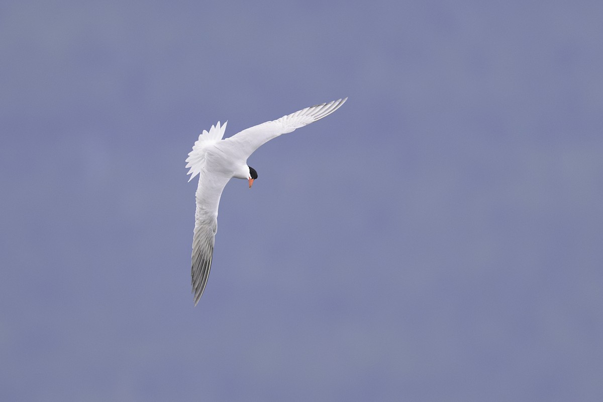 Caspian Tern - ML620288343