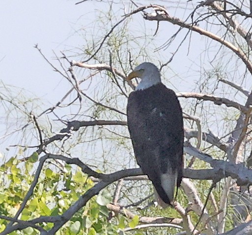 Weißkopf-Seeadler - ML620288348