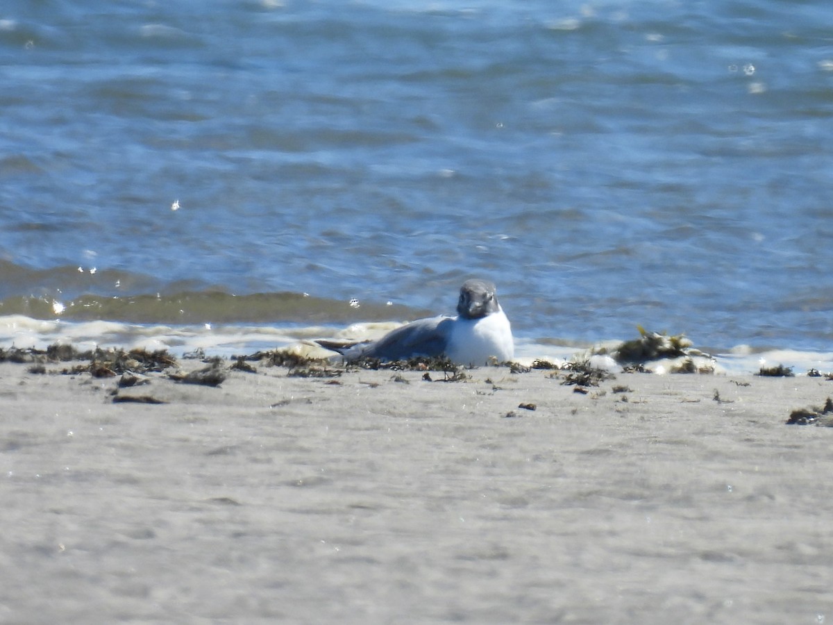 Gaviota de Bonaparte - ML620288349