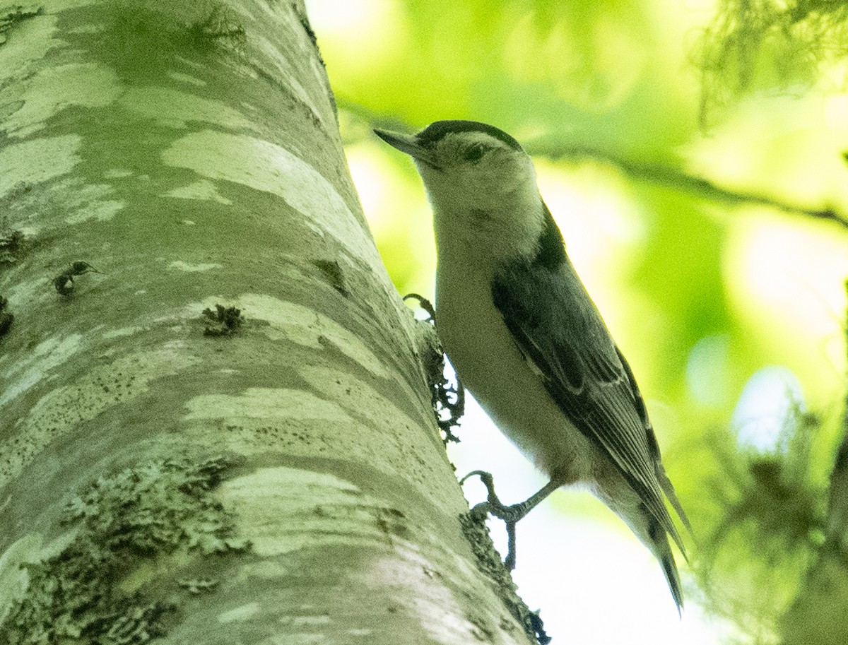 White-breasted Nuthatch - ML620288351
