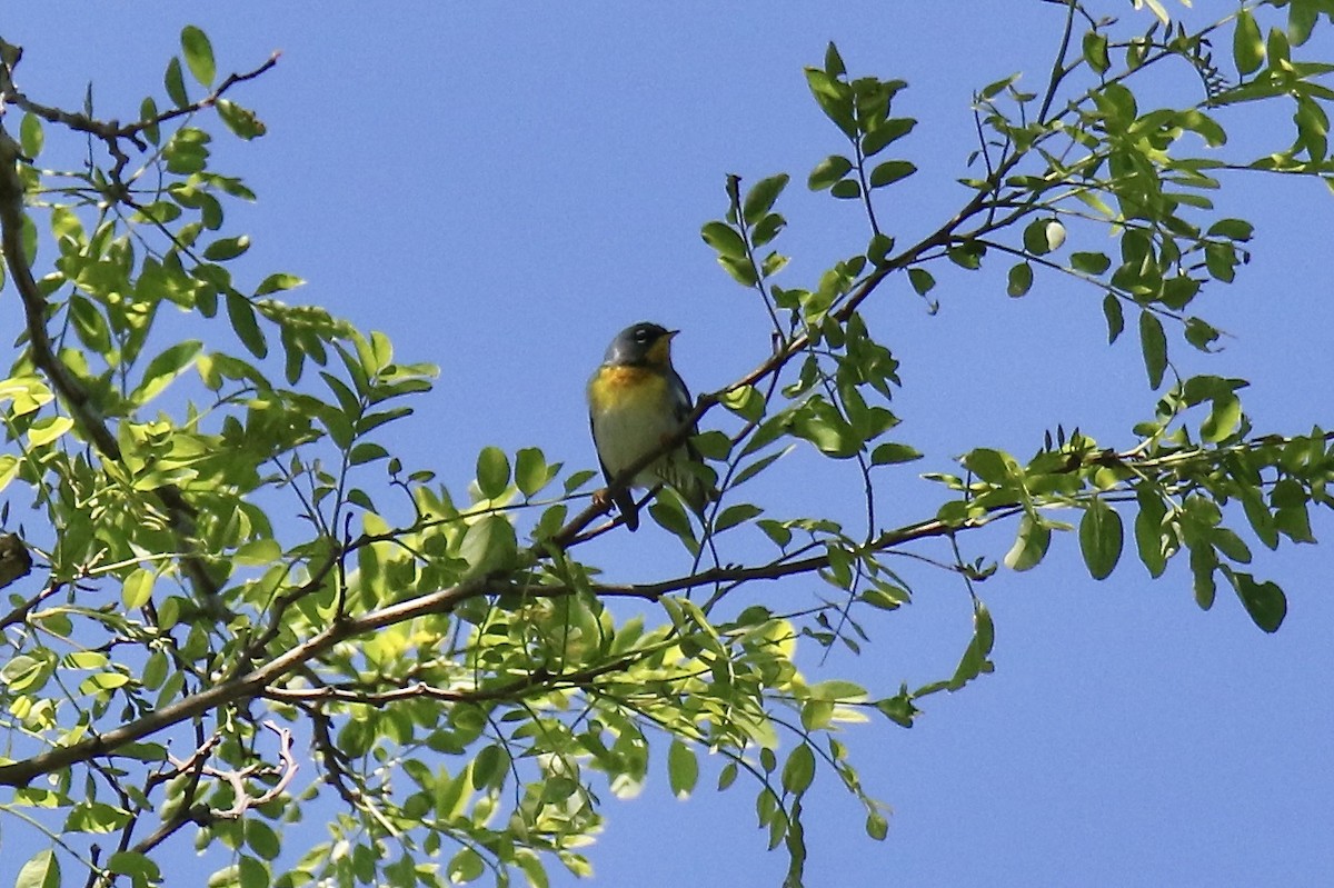 Northern Parula - ML620288356