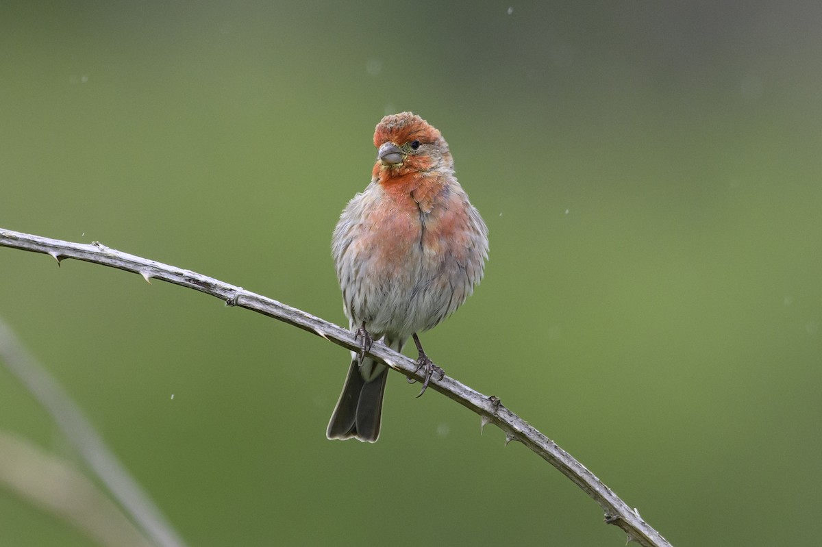 House Finch - ML620288357