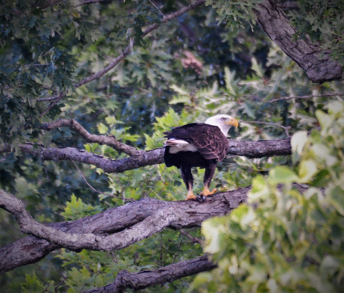 Weißkopf-Seeadler - ML620288359