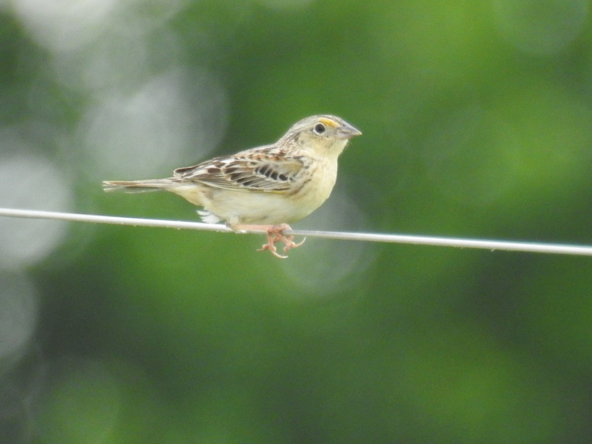 Grasshopper Sparrow - ML620288360