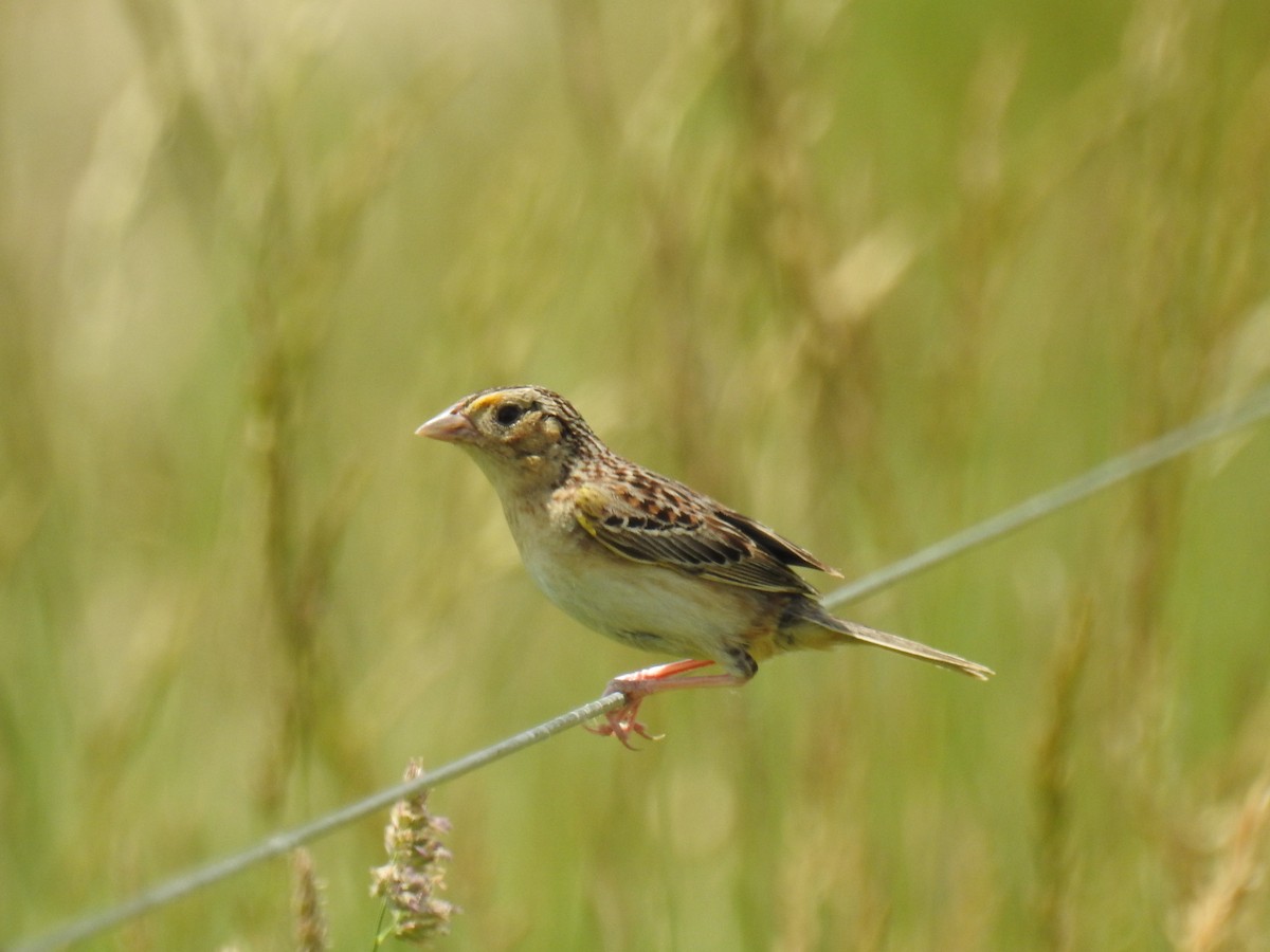 Grasshopper Sparrow - ML620288361
