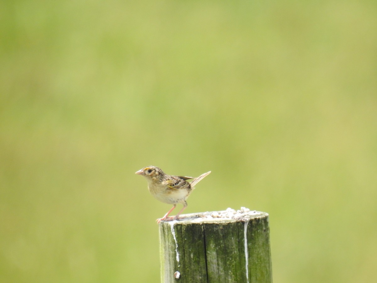 Grasshopper Sparrow - ML620288362