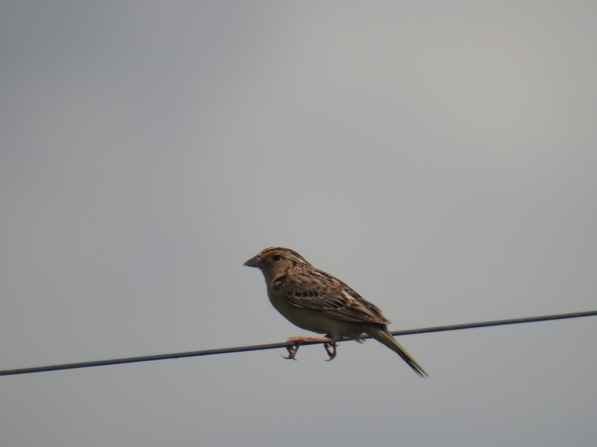 Grasshopper Sparrow - ML620288363