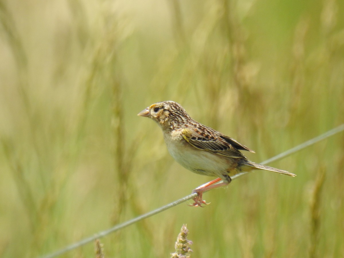 Grasshopper Sparrow - ML620288365