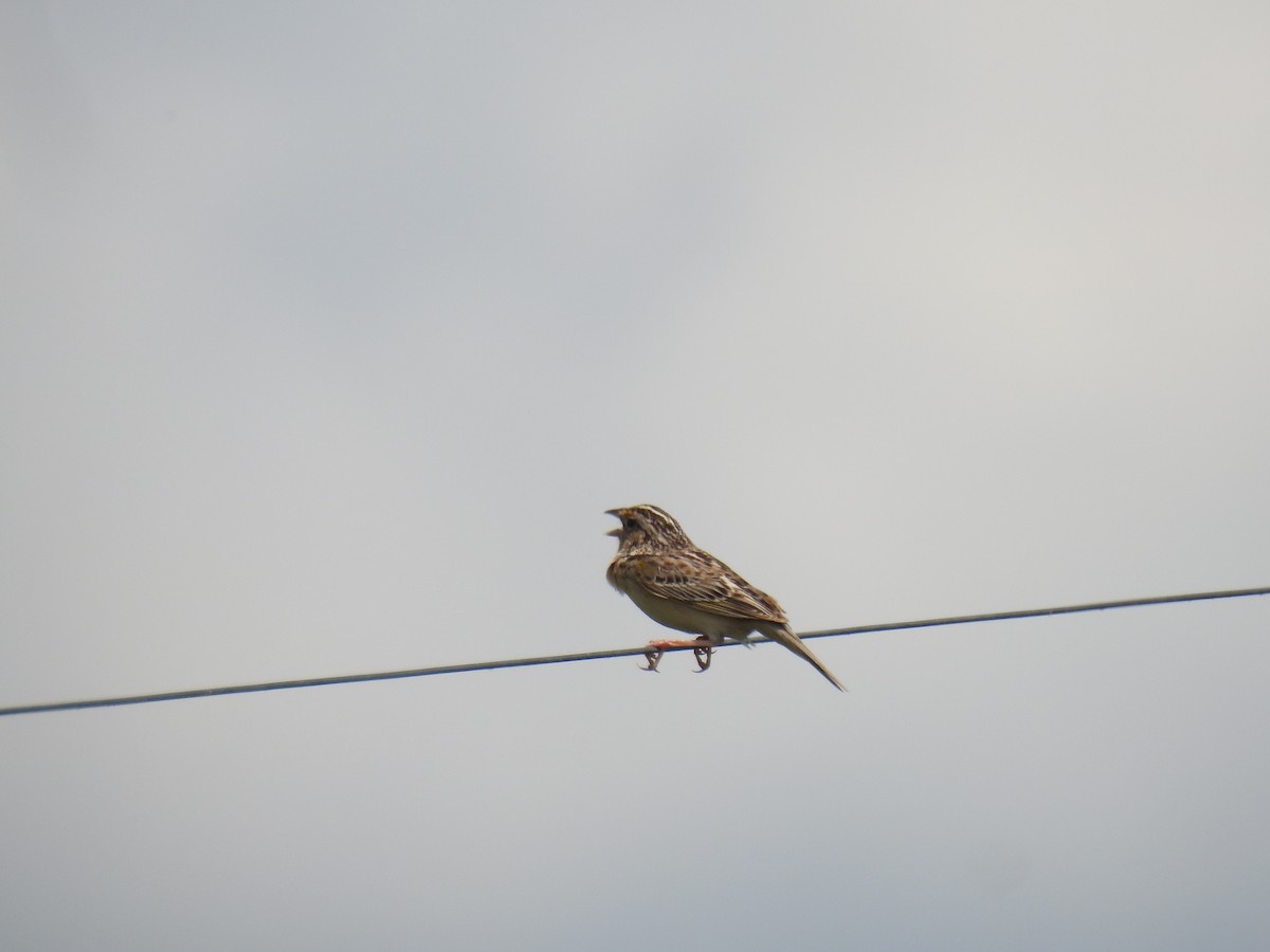 Grasshopper Sparrow - ML620288367