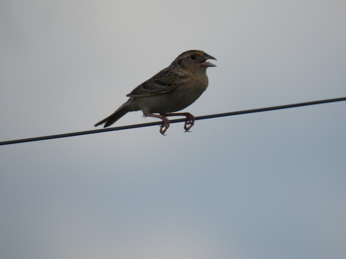 Grasshopper Sparrow - ML620288368
