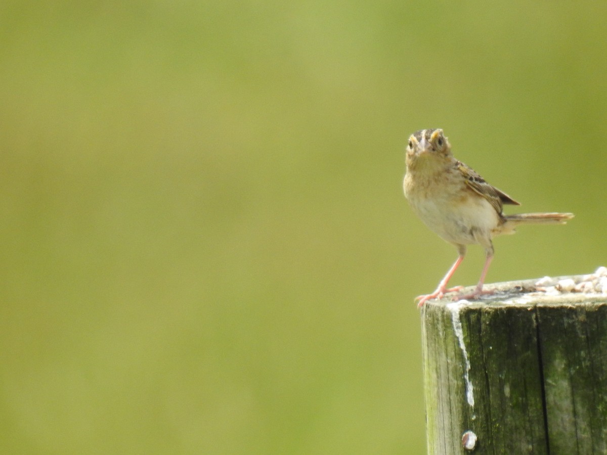 Grasshopper Sparrow - ML620288370