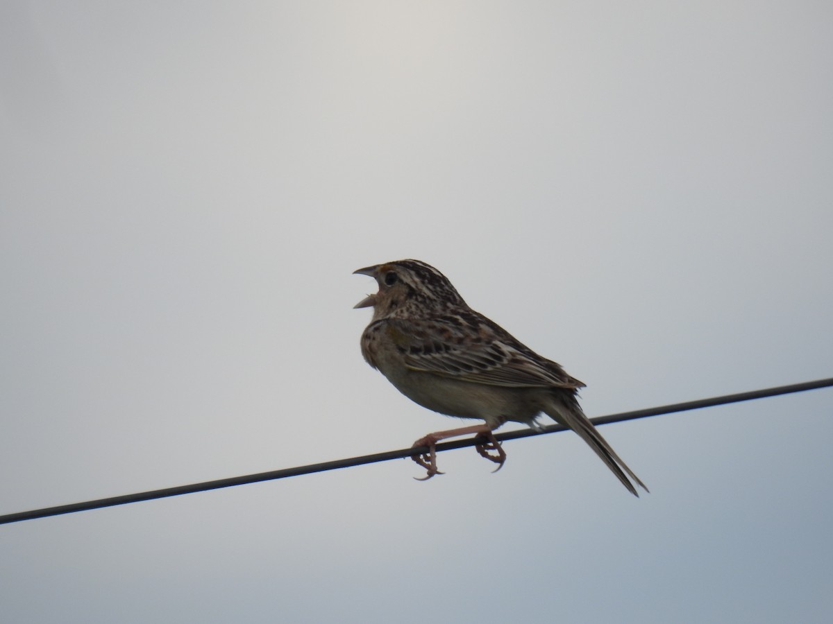 Grasshopper Sparrow - ML620288371