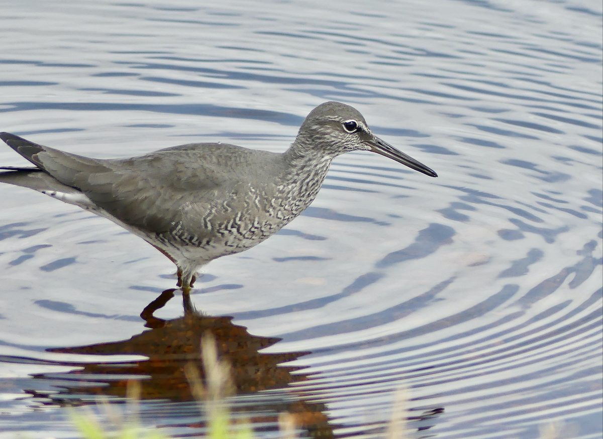 Wandering Tattler - ML620288372