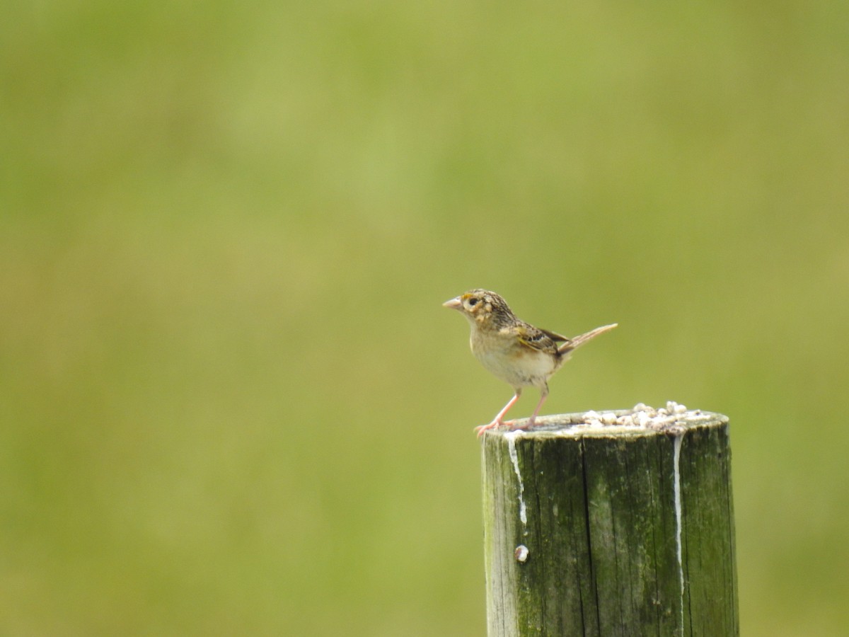 Grasshopper Sparrow - ML620288373