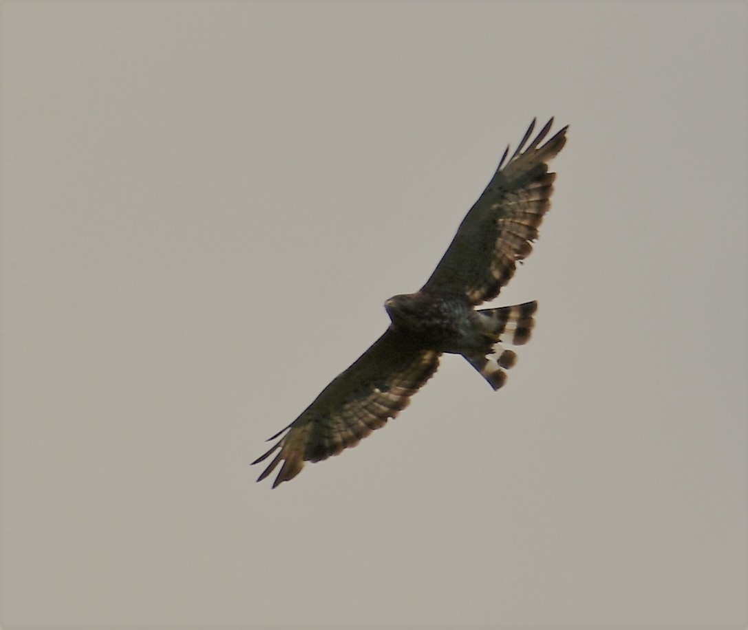 Broad-winged Hawk - Anonymous