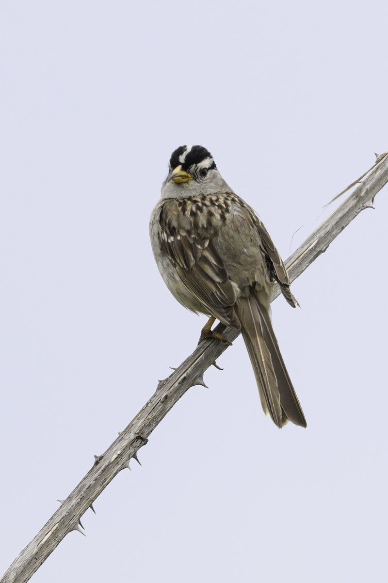 White-crowned Sparrow - ML620288376