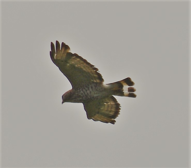 Broad-winged Hawk - ML620288377