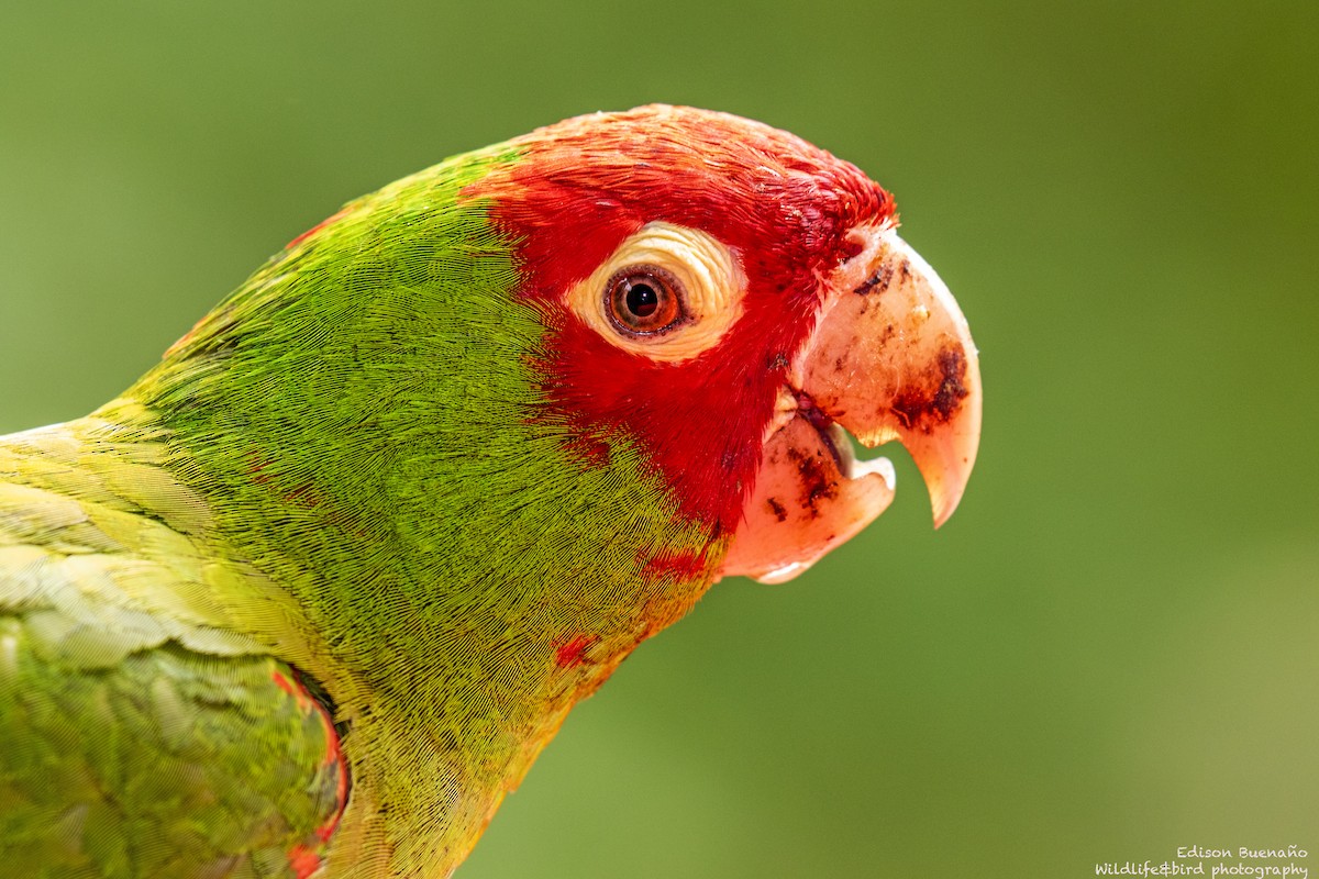 Conure à tête rouge - ML620288381