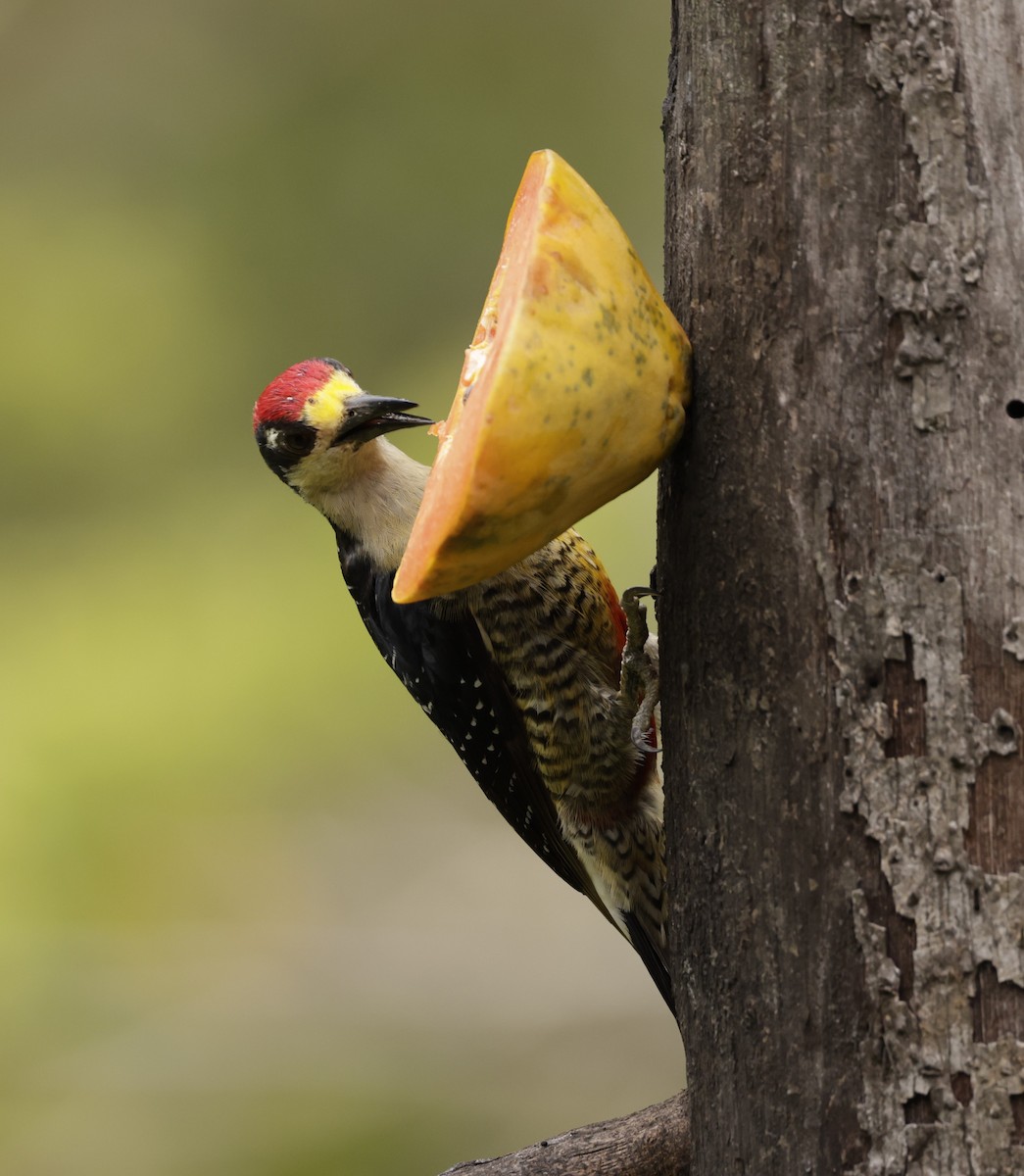 Black-cheeked Woodpecker - ML620288382
