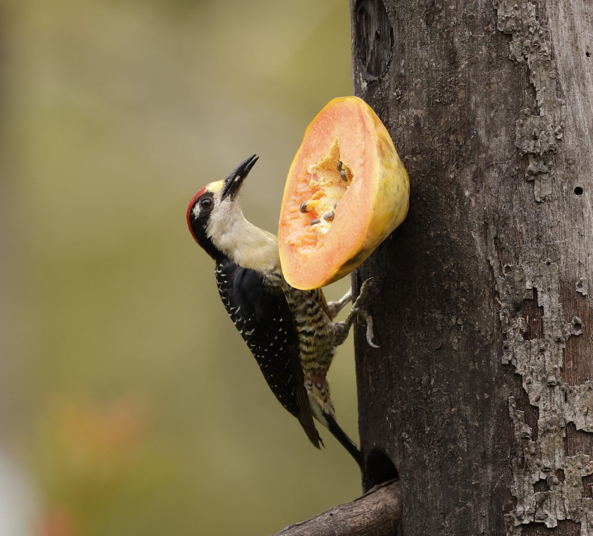 Black-cheeked Woodpecker - ML620288383