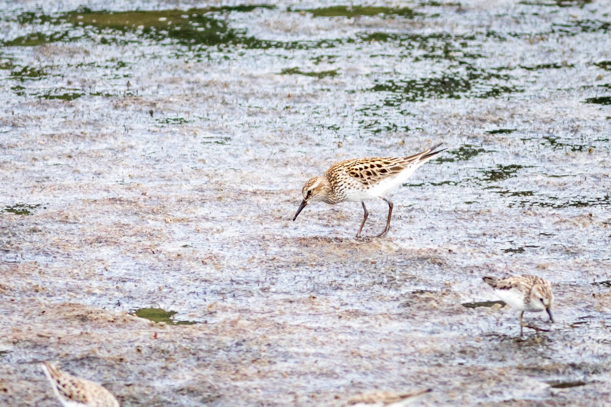 White-rumped Sandpiper - ML620288384