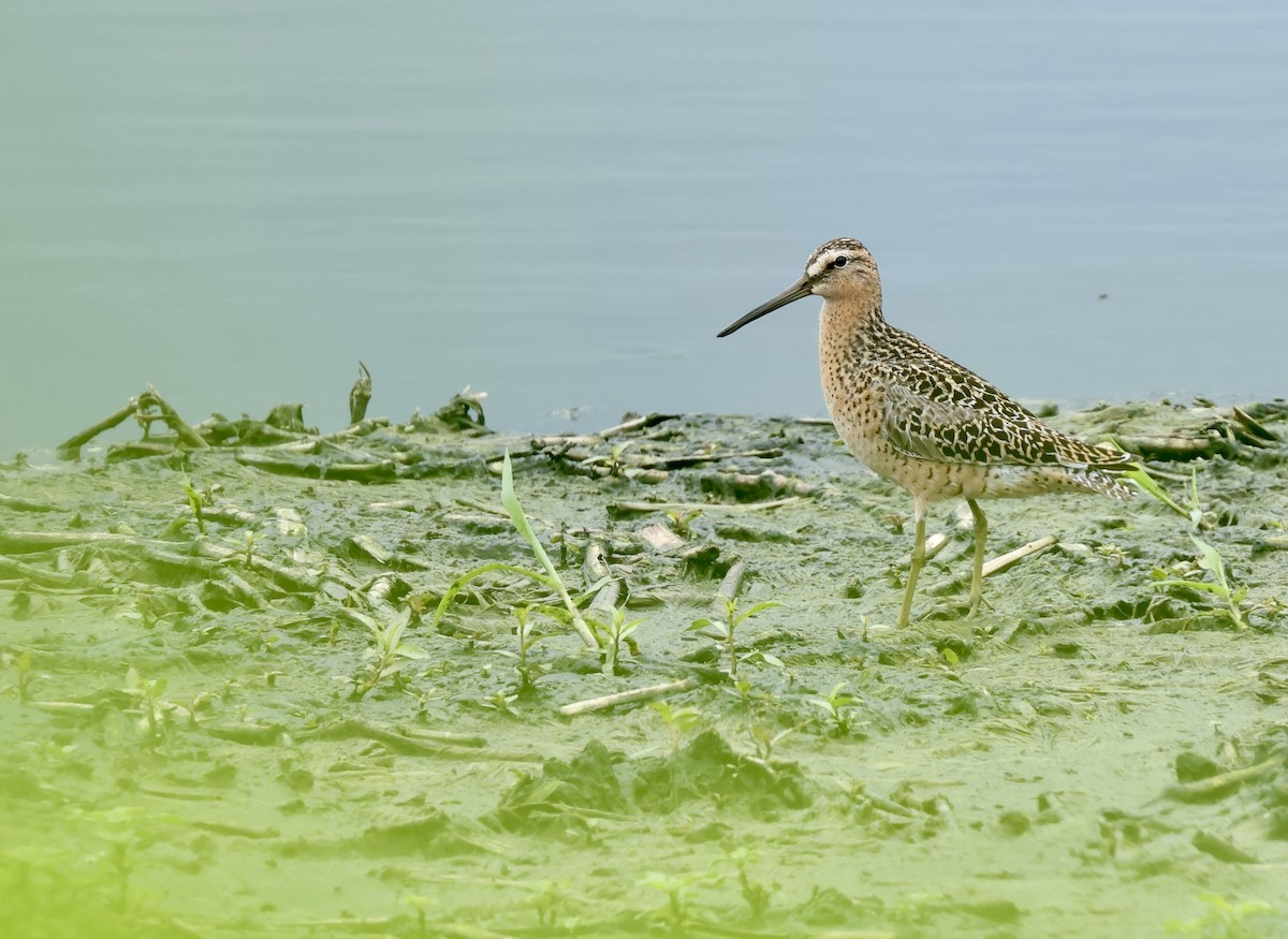 Short-billed Dowitcher - ML620288405