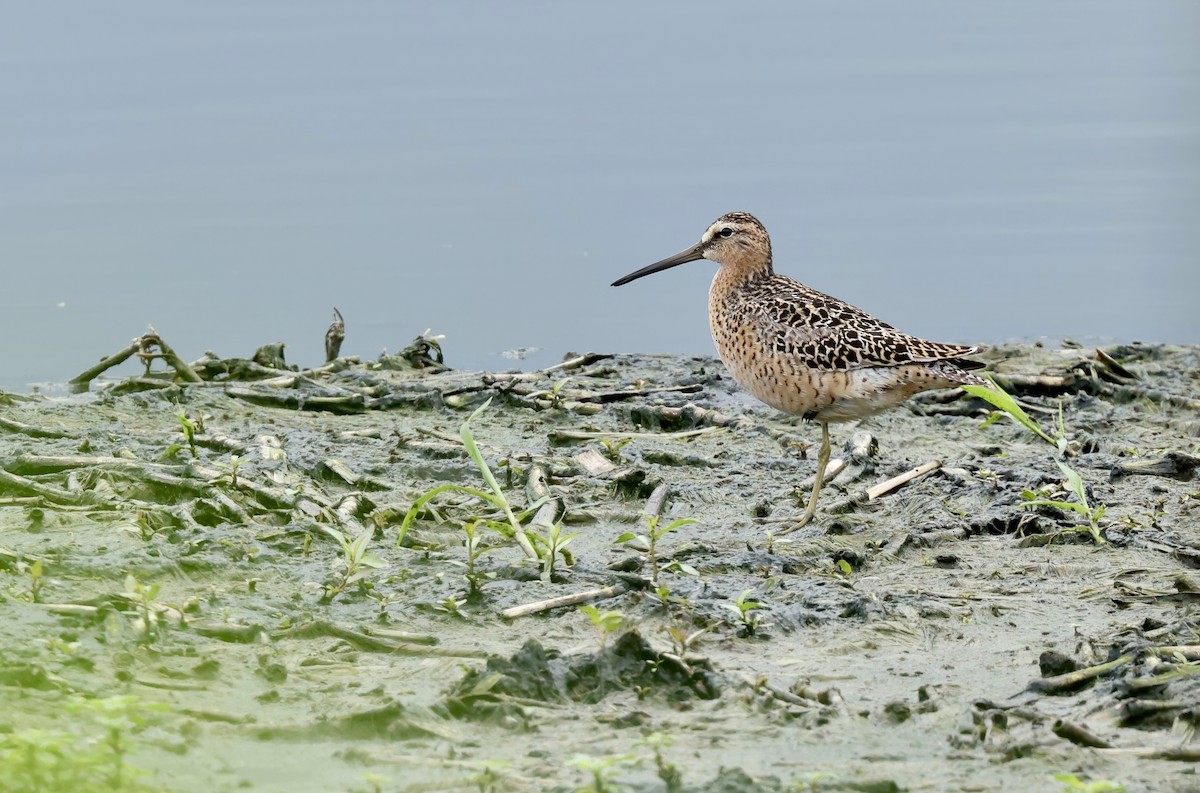 Short-billed Dowitcher - ML620288407