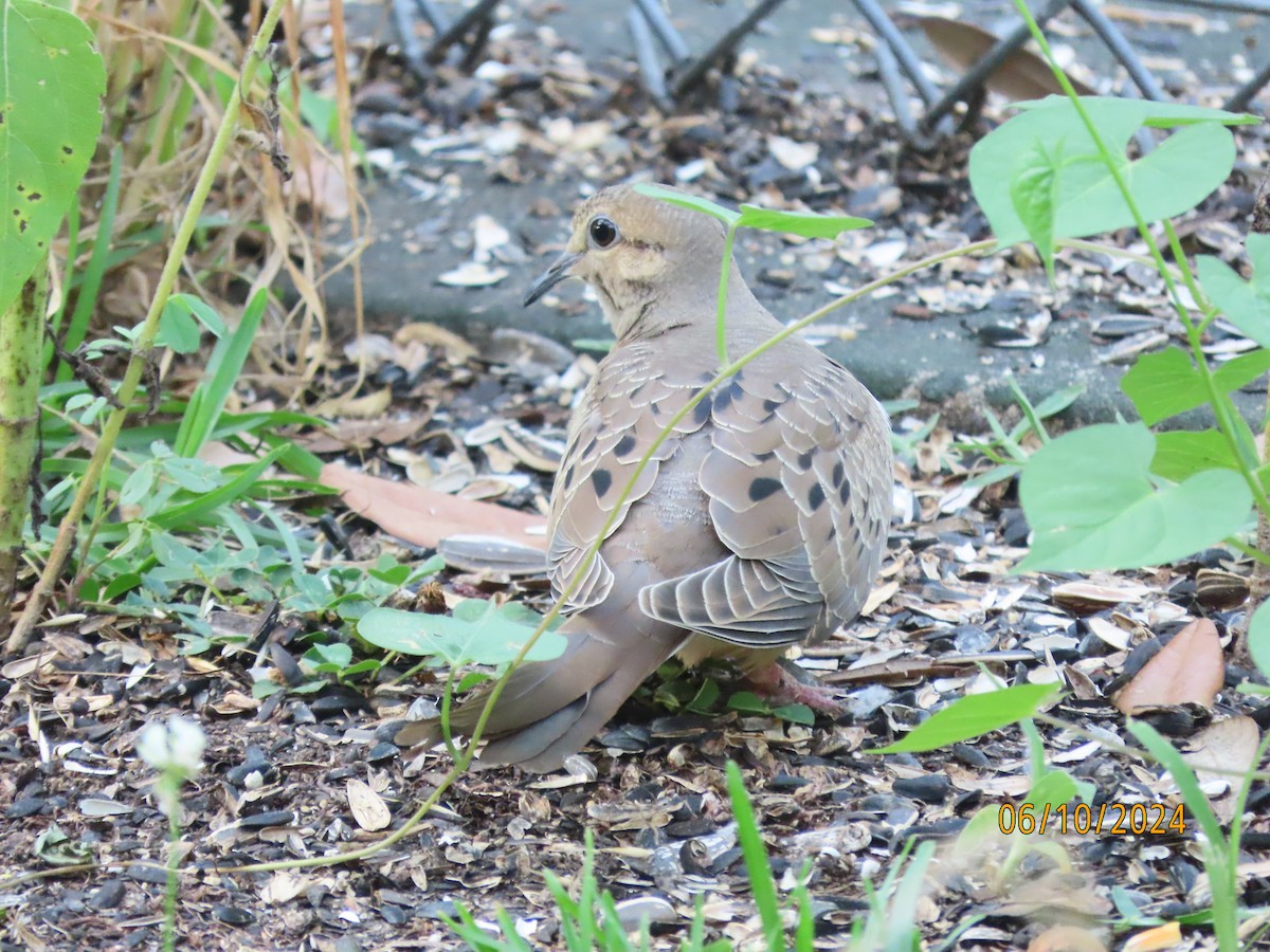 Mourning Dove - ML620288409