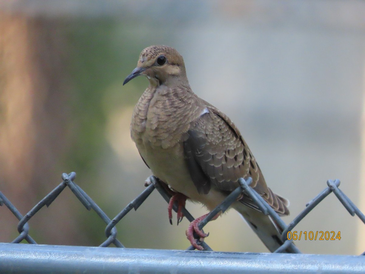 Mourning Dove - ML620288410