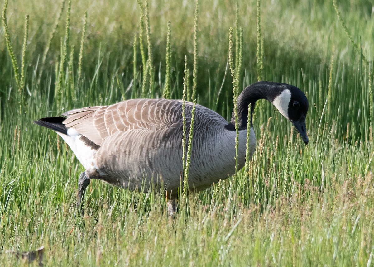 Canada Goose - ML620288411