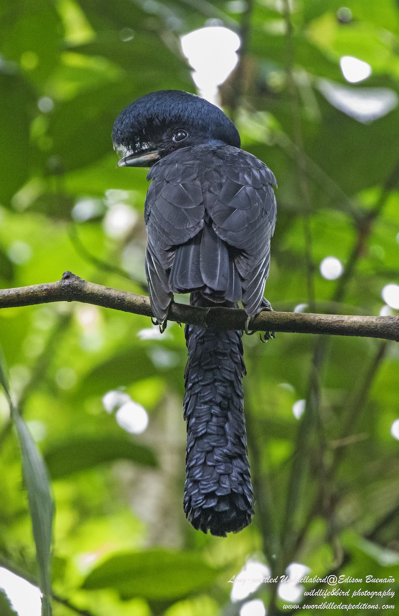 Long-wattled Umbrellabird - ML620288414