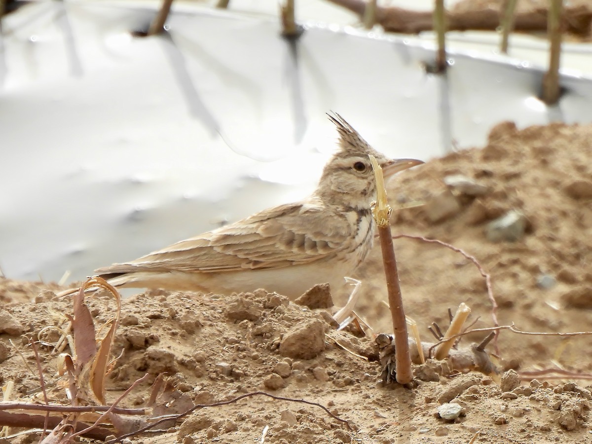 Crested Lark - ML620288420