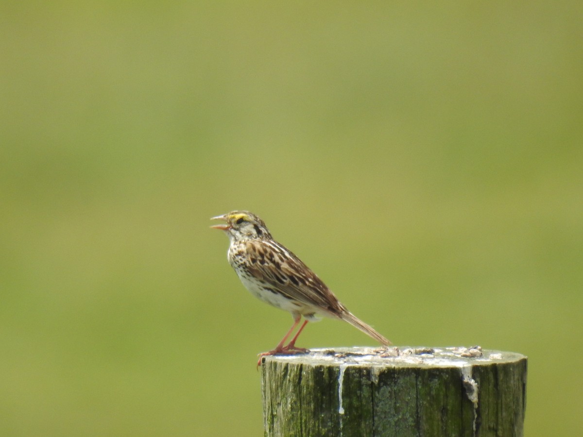 Savannah Sparrow - ML620288422