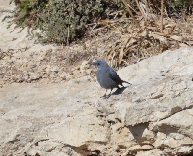 Blue Rock-Thrush - ML620288427