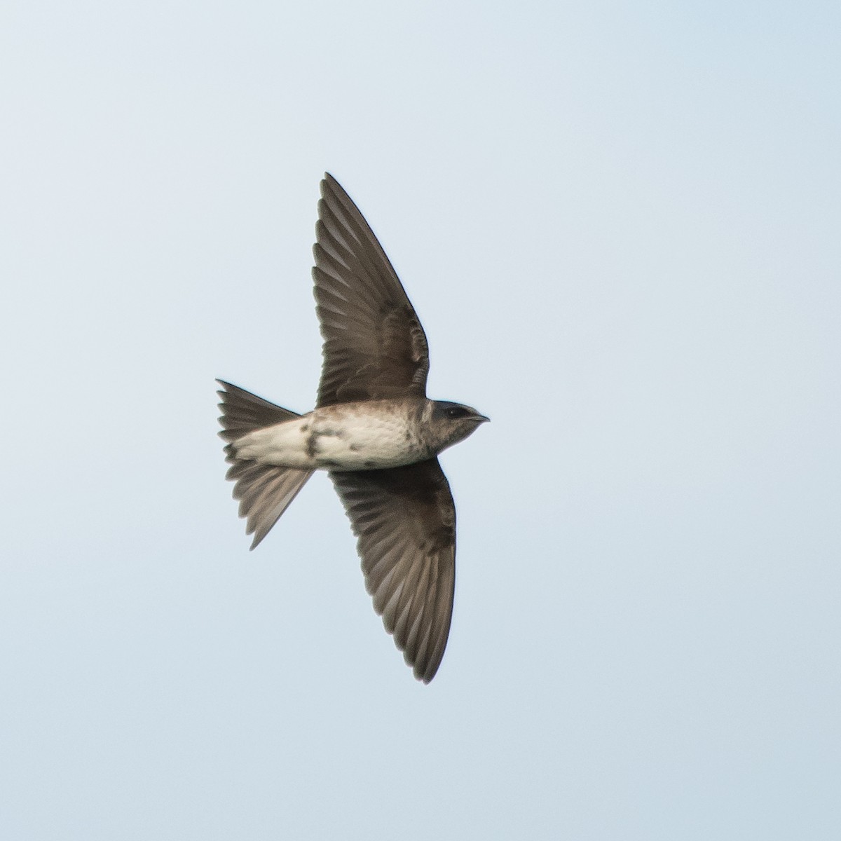 Purple Martin - ML620288430