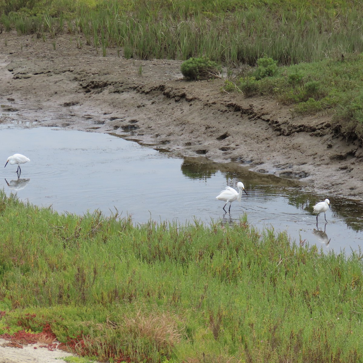 Snowy Egret - ML620288432