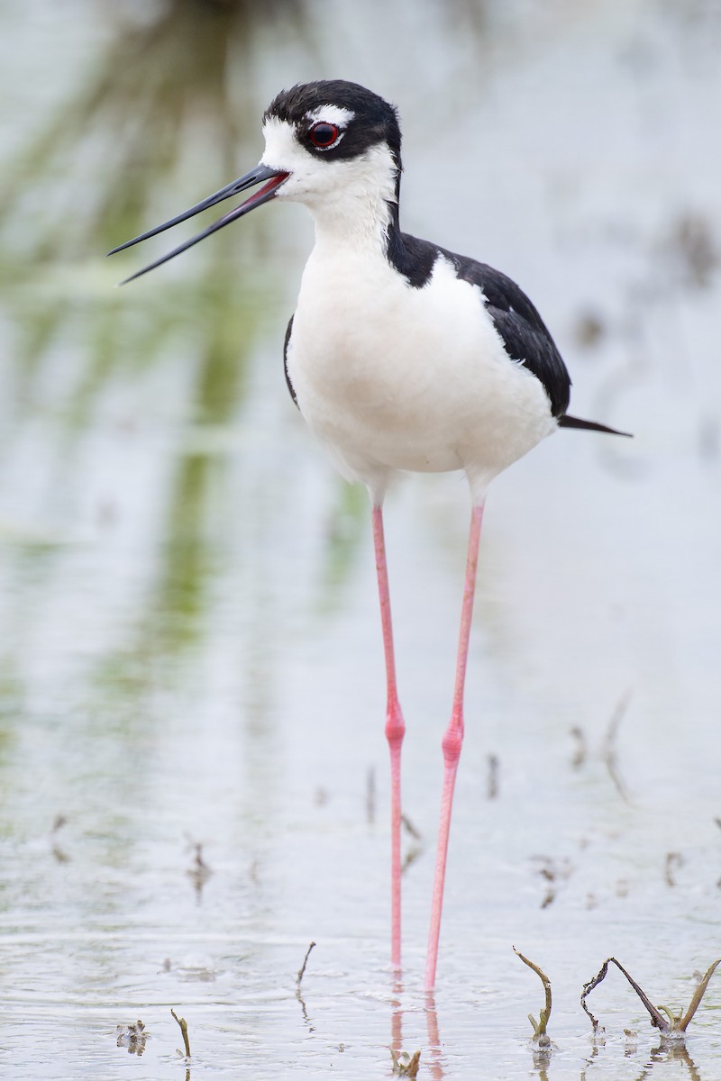 Black-necked Stilt - ML620288439