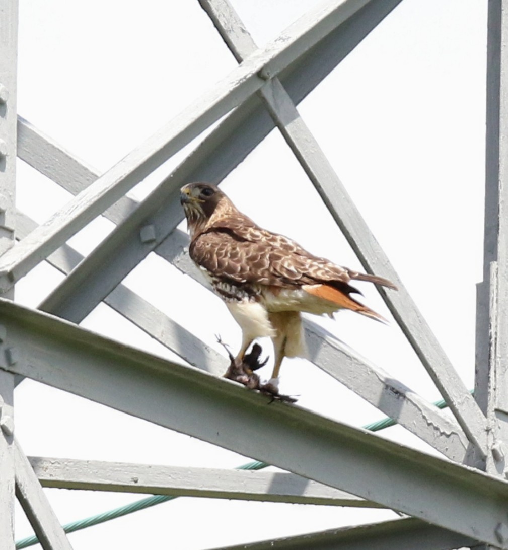 Red-tailed Hawk - ML620288442