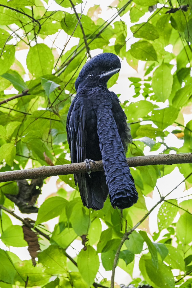 Эквадорская зонтичная птица - ML620288446