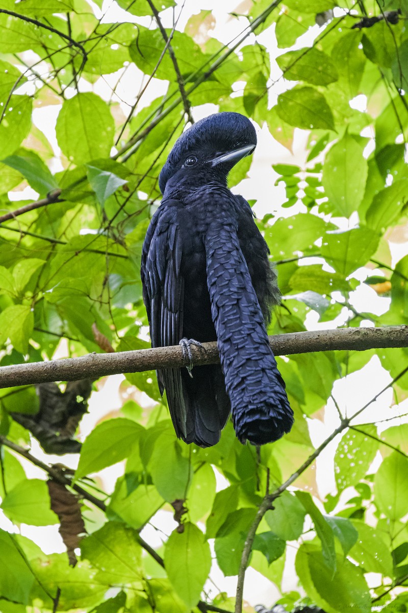 Long-wattled Umbrellabird - ML620288446